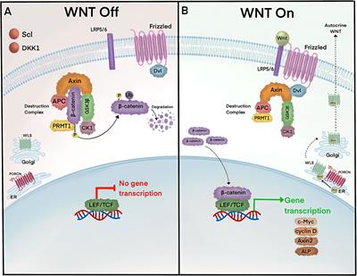 Metabolism and Endocrine Disorders: What Wnt Wrong?